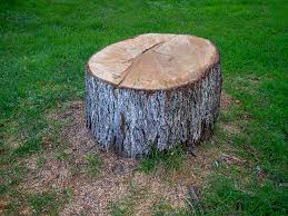 Best Tree Health Inspection  in Brushy Creek, TX