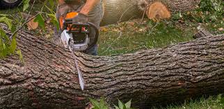 Best Hedge Trimming  in Brushy Creek, TX