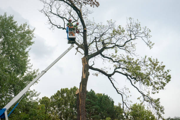 Best Emergency Tree Removal  in Brushy Creek, TX