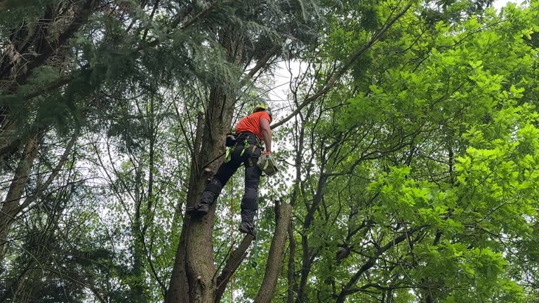 Best Tree Disease Treatment  in Brushy Creek, TX