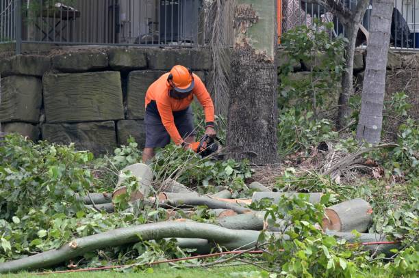 Best Hazardous Tree Removal  in Brushy Creek, TX